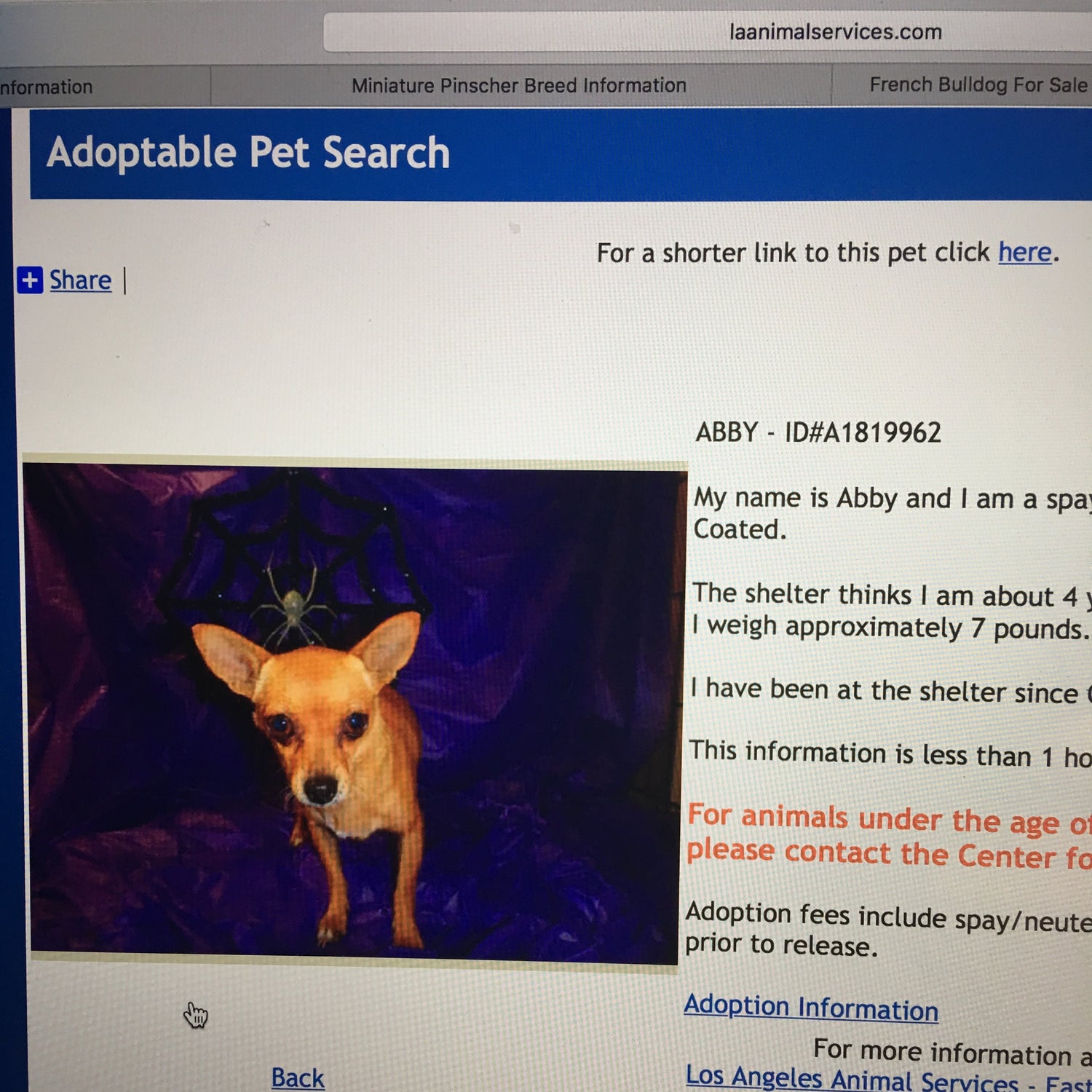 Meet Abby: The inspiration for the Nojo's Dog