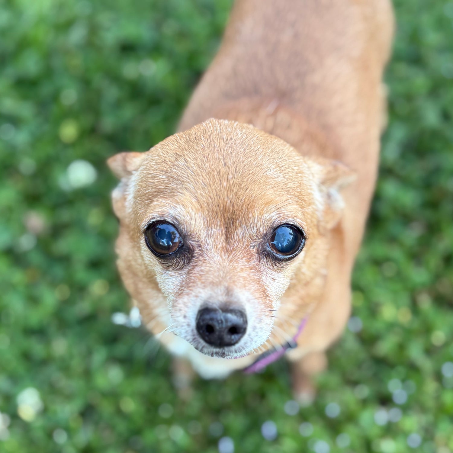 Abby meets triumph again, but with support and love from her owner's this time