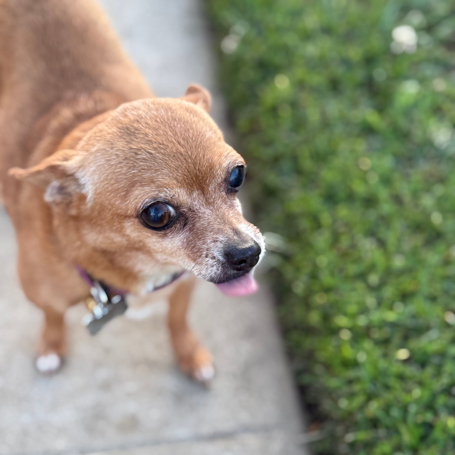 A happy Abby because of love and a nutrient dense diet.