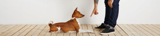 The Secret to Better Dog Training? Choosing the Right Treat