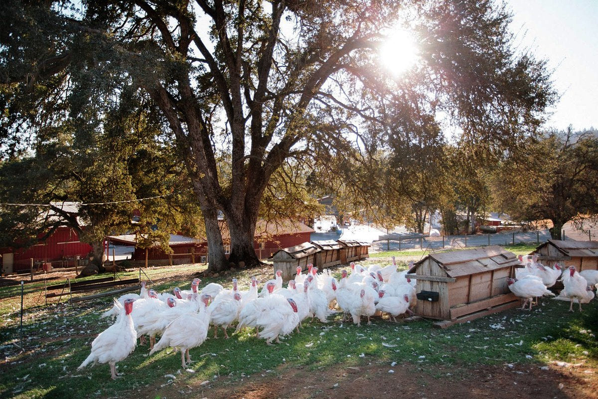 White Turkeys on a open farm in northern California for Diestel Family Ranch. 