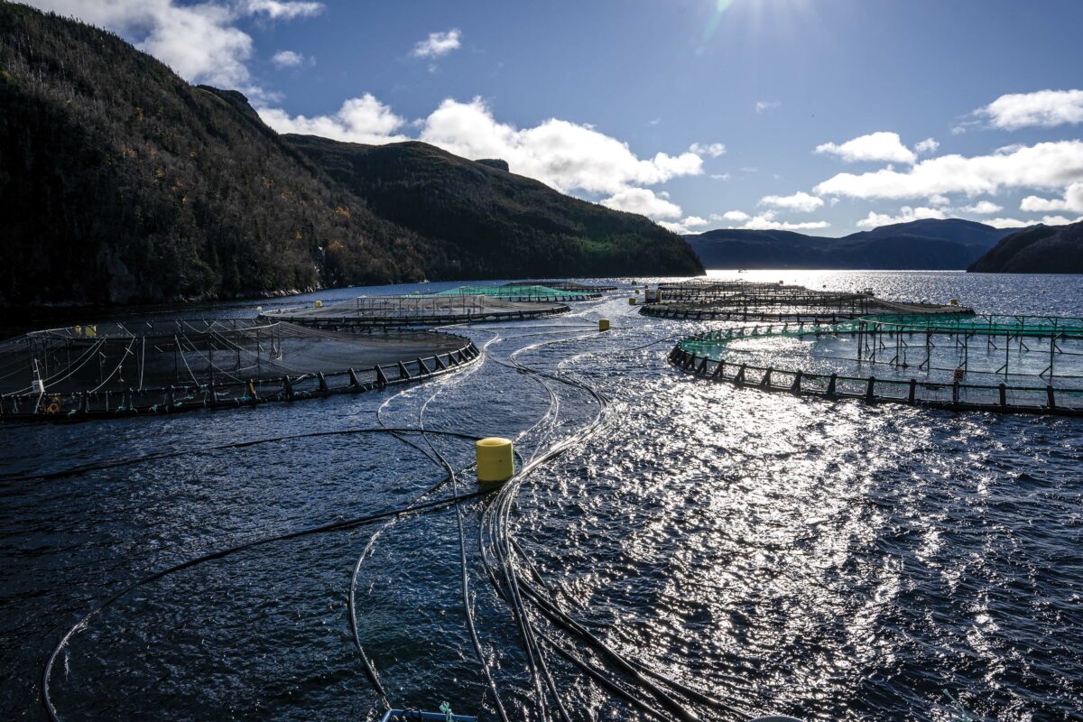 An open farm in the cold waters of Nova Scotia. This picture alludes to the type of environment the Nojo's Dog sources their salmon. 