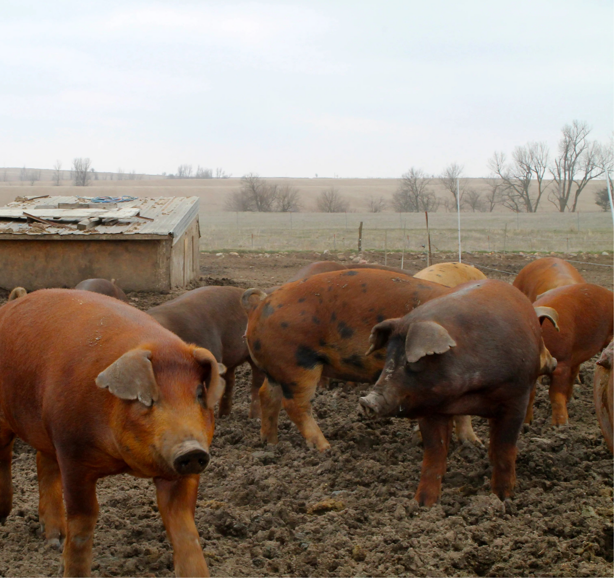 A picture of duroc hog roaming the farm to describe the type of pork used in the Nojo's Dog Cali Fresh Duroc Hog recipe