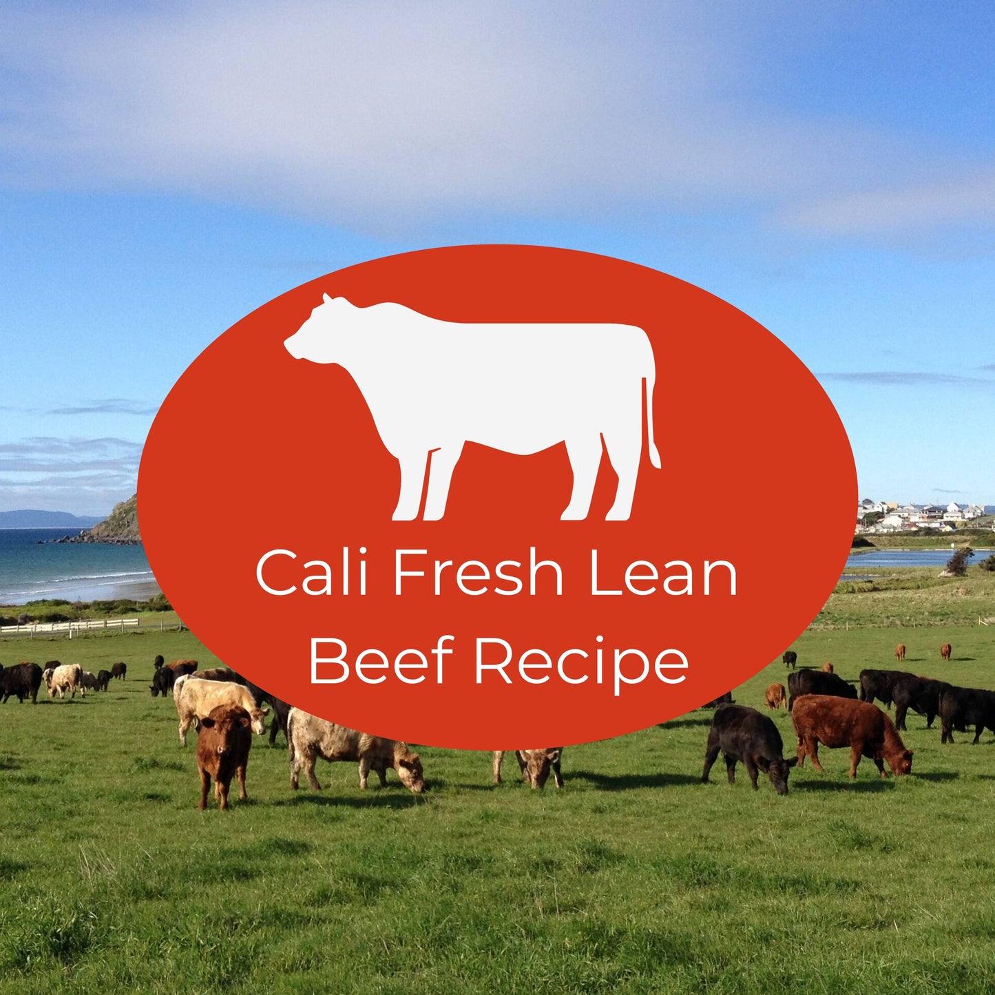 Cows and bulls grazing in a open field in Tasmania, Australia showcasing the open area and healthy pastures with clean, clear air and a red oval containing a icon indicating the Nojo's Dog Cali Fresh Lean Beef Recipe