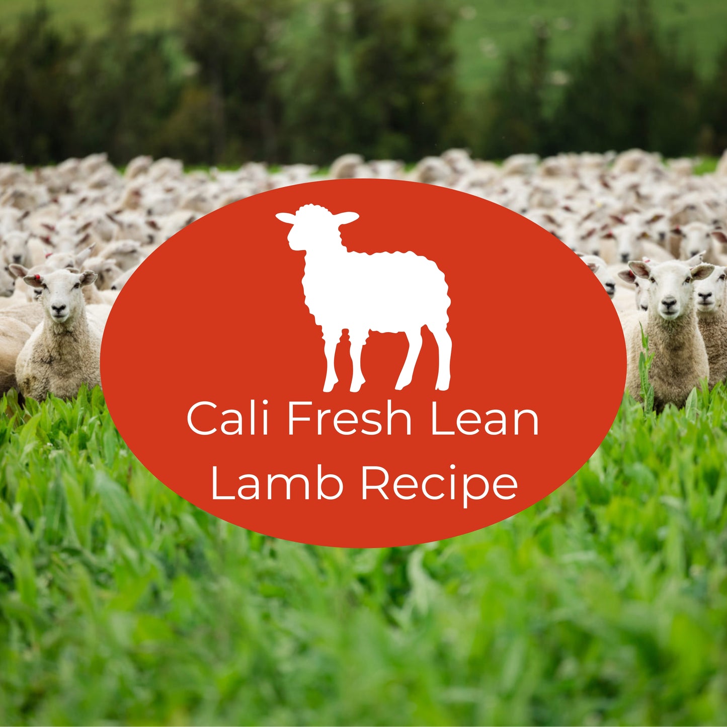 Sheep in a healthy, rich pasture field with a red oval indicating The Nojo's Dog Cali Fresh Lean Lamb Recipe