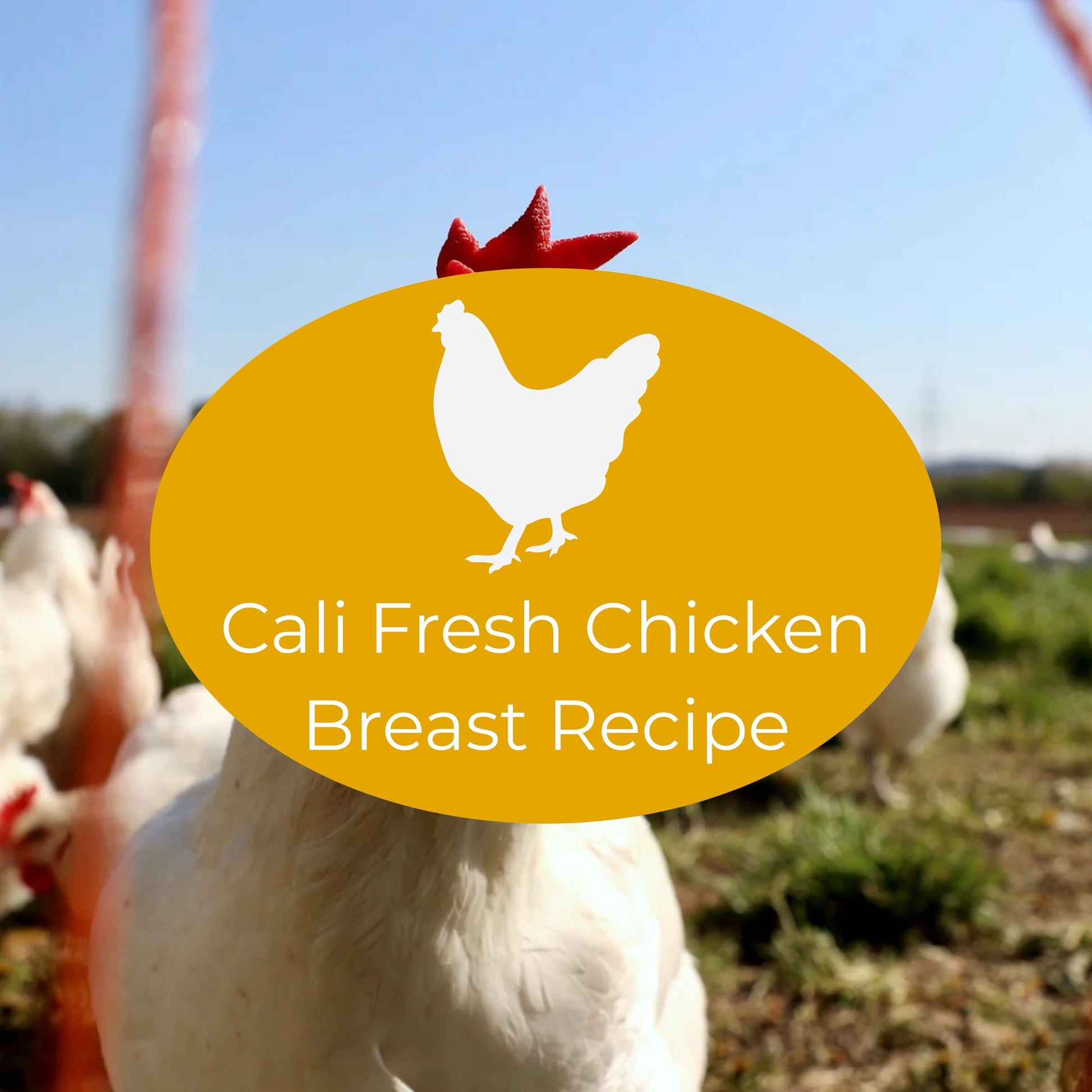 Chickens on a free range farm with a yellow oval and chicken icon indicating The Nojo's Dog Cali Fresh Chicken Breast Recipe.