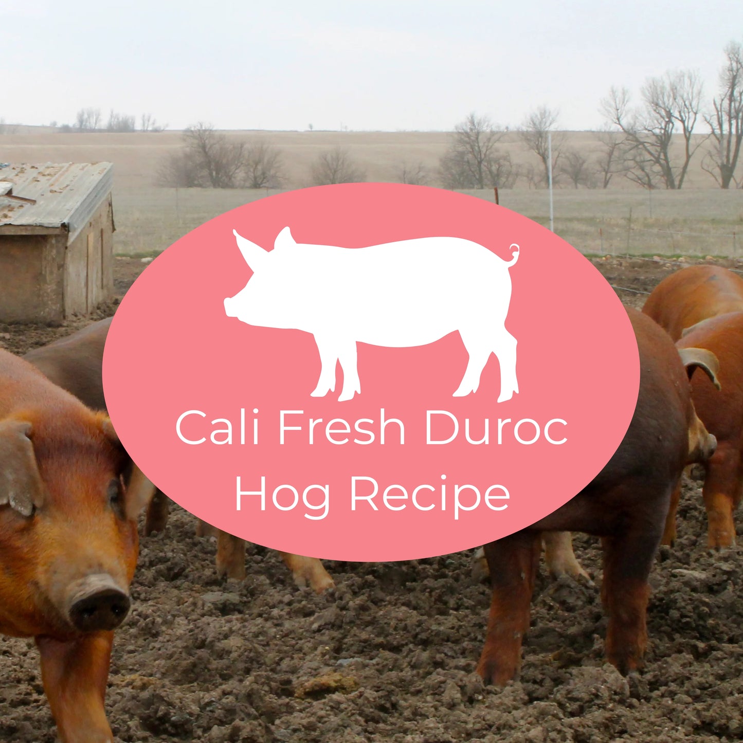 Duroc hogs on a farm with a pink oval and hog icon indicating The Nojo's Dog Cali Fresh Duroc Hog Recipe
