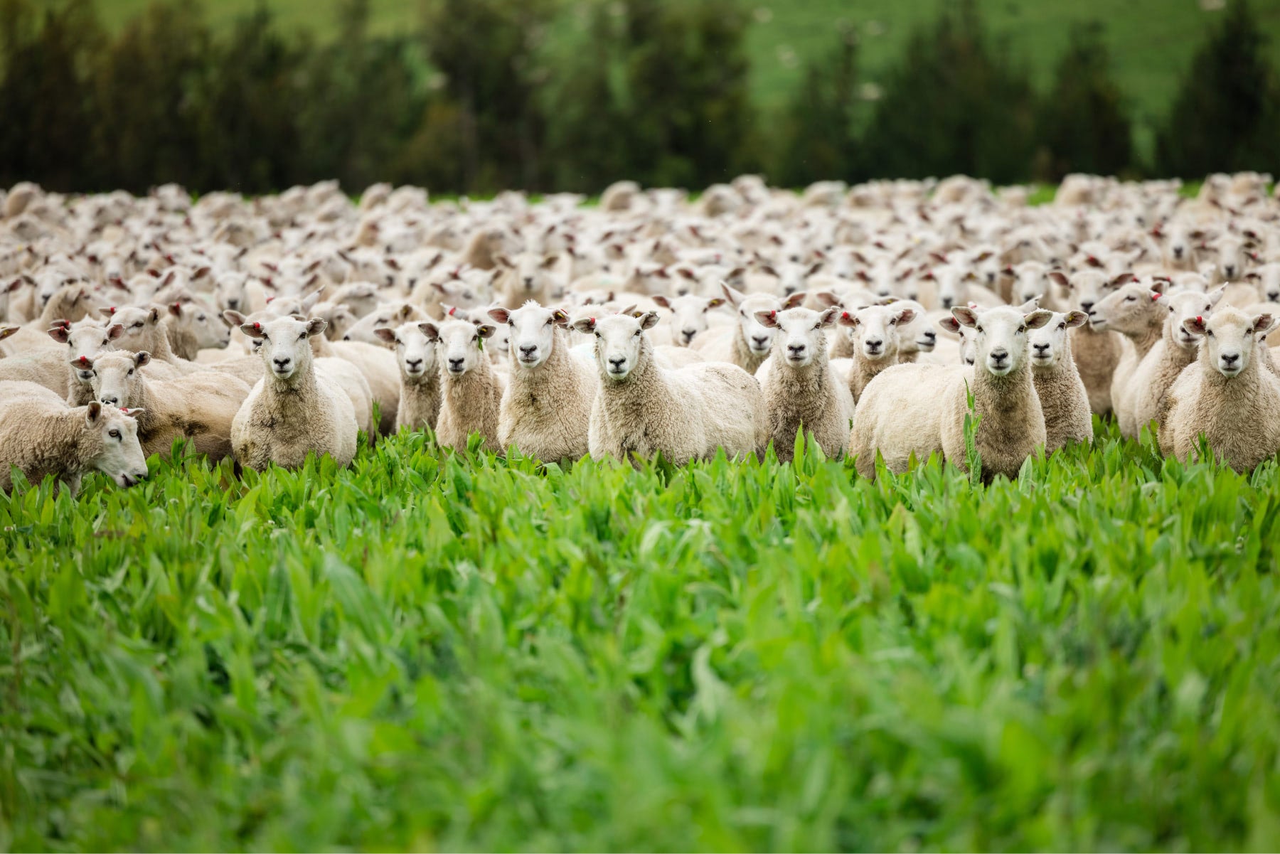 A herd of lamb in the chicory pasture of New Zealand on a Lumina Farm's farm. These pastures, chicory finish, and genetics are one of the unique identifiers of what makes Lumina Farms lamb world renown.