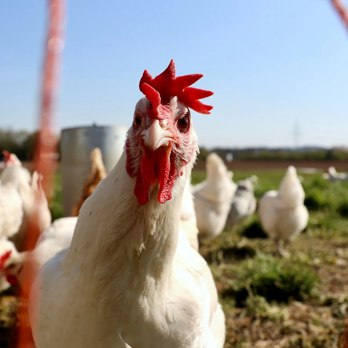 A closeup image of a chicken on a Jidori Chicken farm. The picture is to show you the health of these chickens, in addition to the verified claims made from Jidori as to the superior quality of their chicken