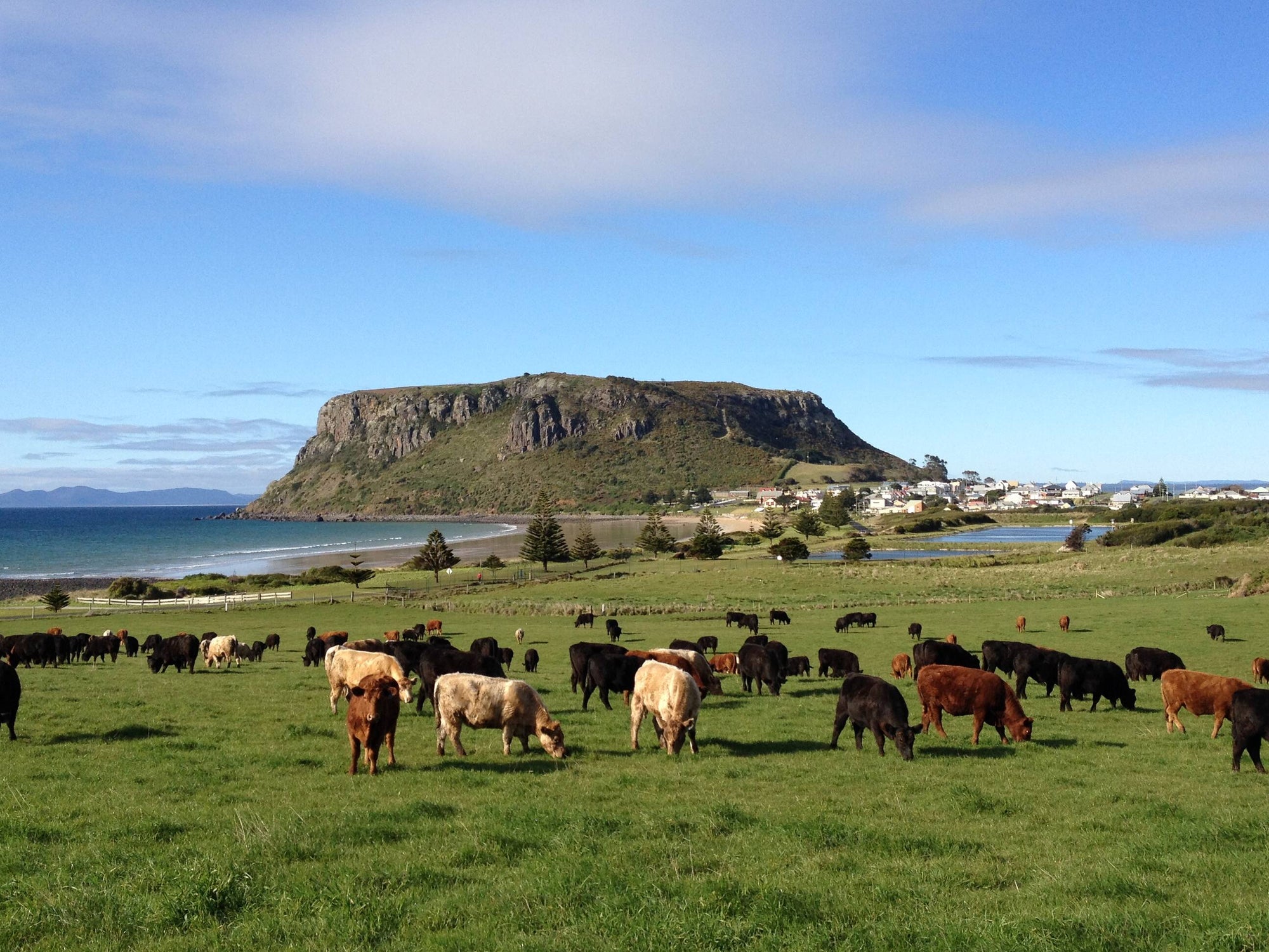 Cows and Bulls roaming the free range and healthy pastures on a Cape Grim farm in Tasmania Australia. The Nojo's dog sources their beef from this farm and this picture is used to show the pastures to which these animals and beef are grown. 
